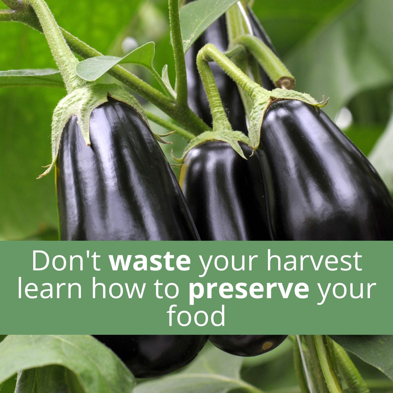 The Eggplant Harvest Notebook