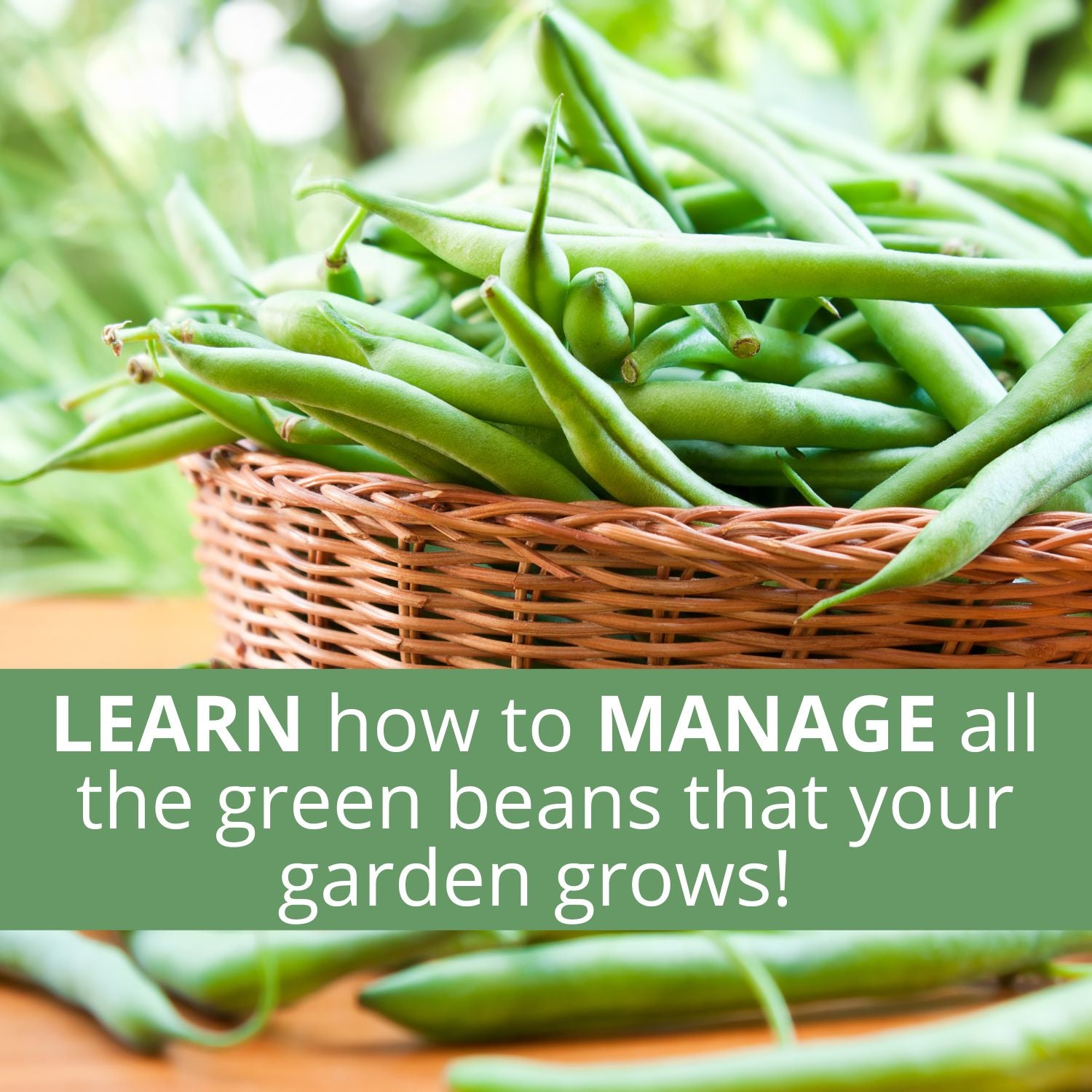 The Green Bean / Pea Harvest Notebook