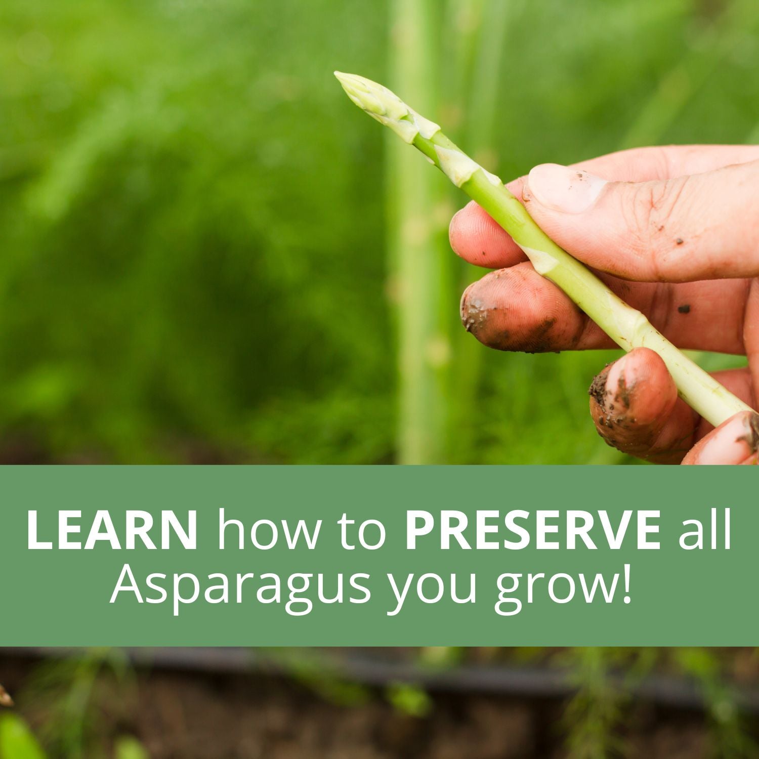 The Asparagus Harvest Notebook