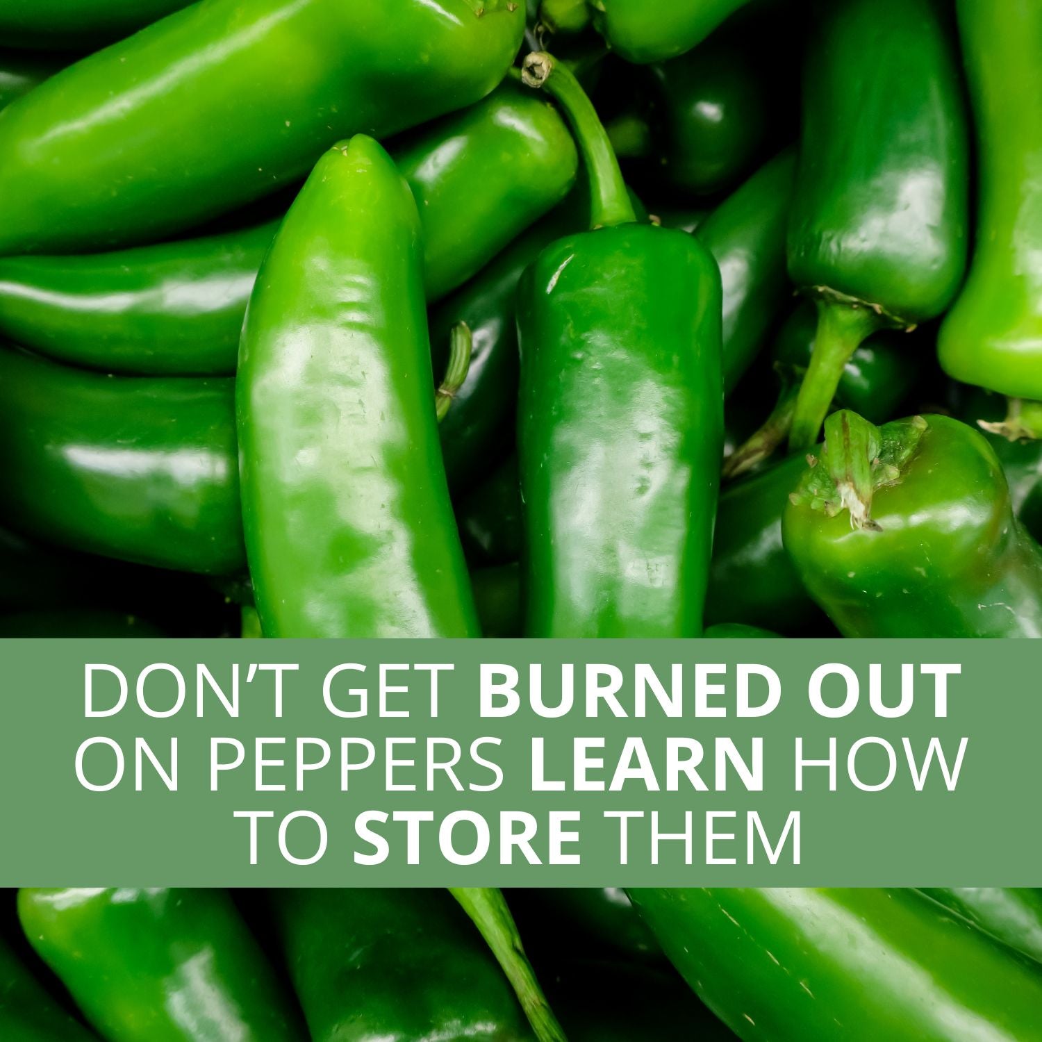 The Pepper Harvest Notebook