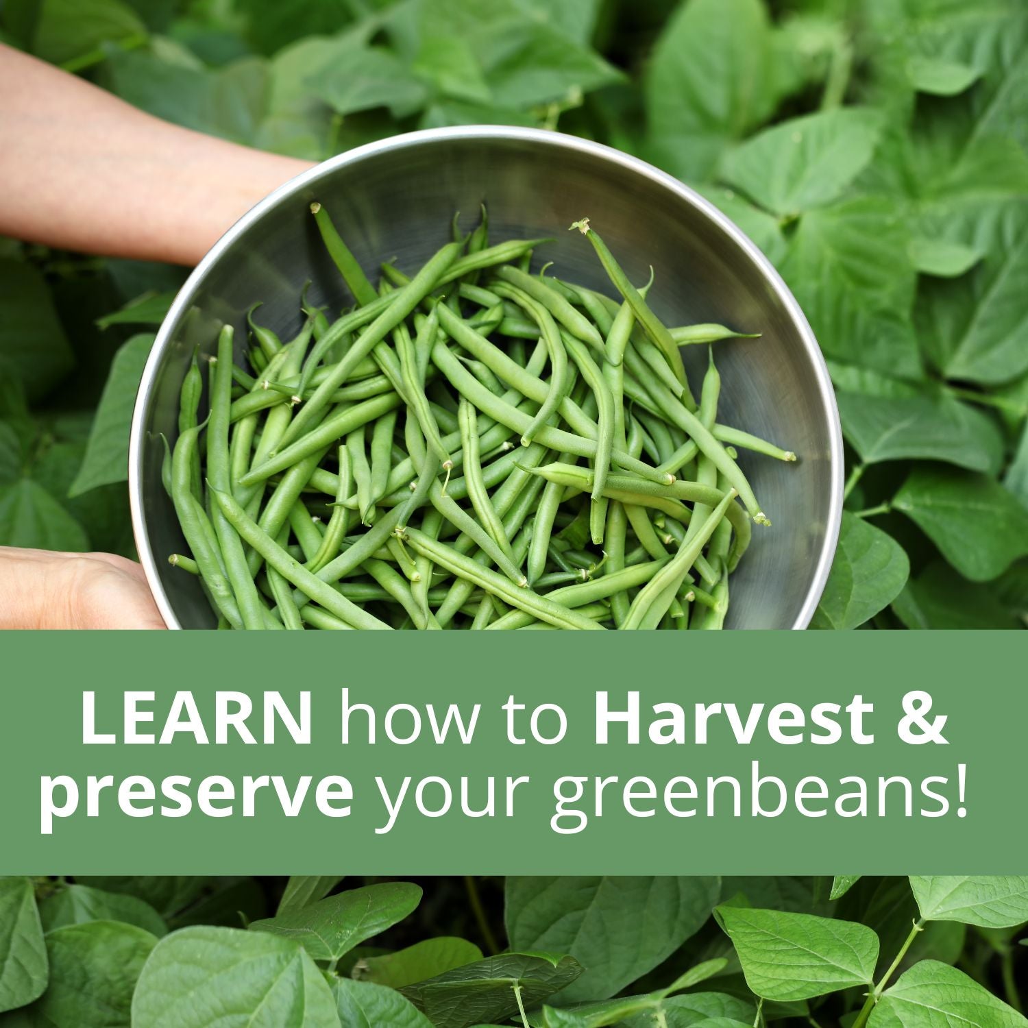 The Green Bean / Pea Harvest Notebook