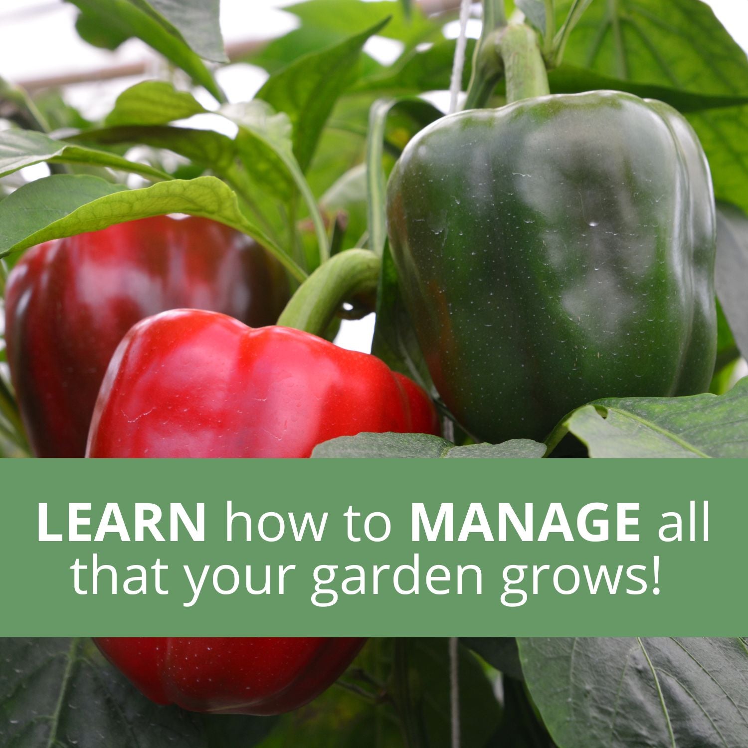 The Pepper Harvest Notebook