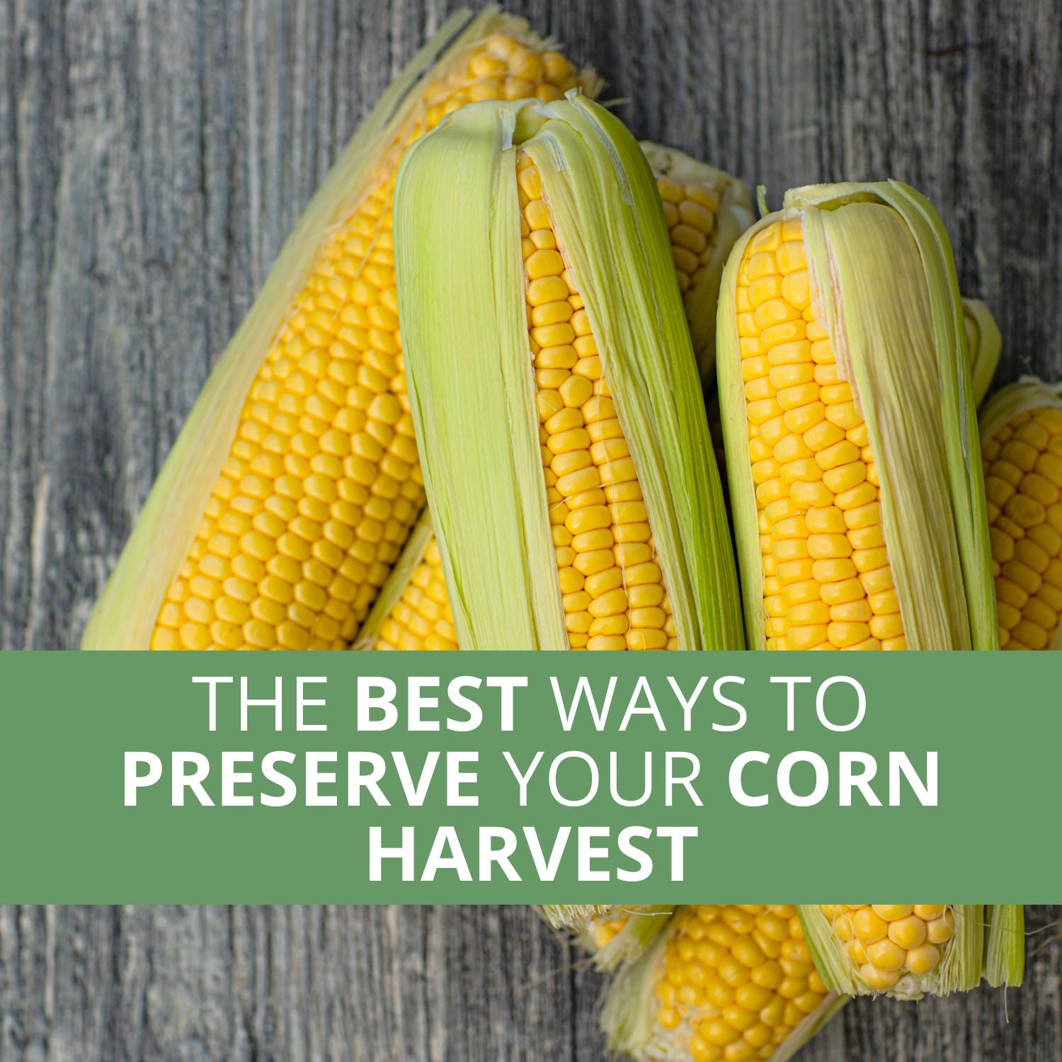 The Corn Harvest Notebook