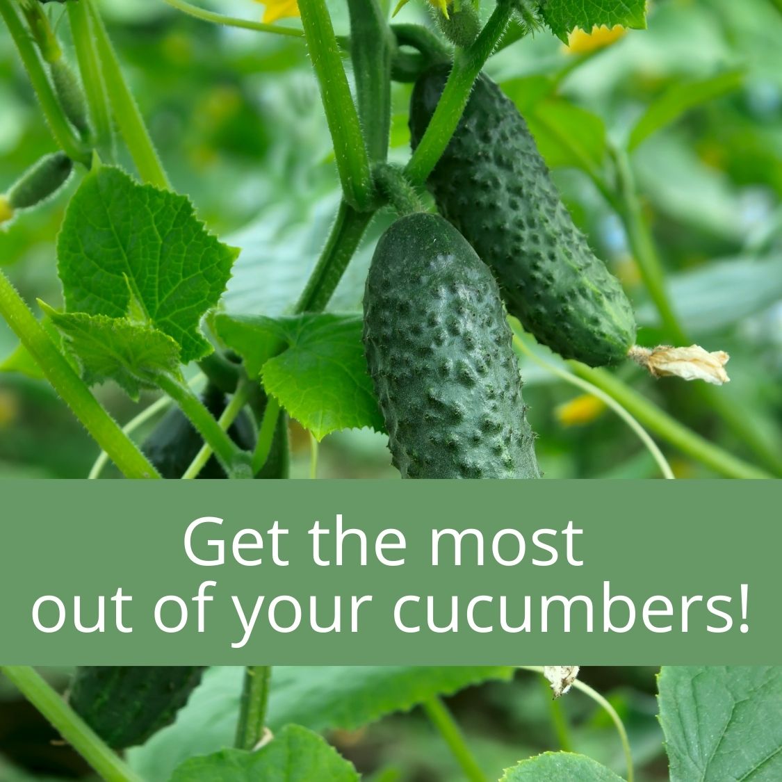 The Cucumber Harvest Notebook