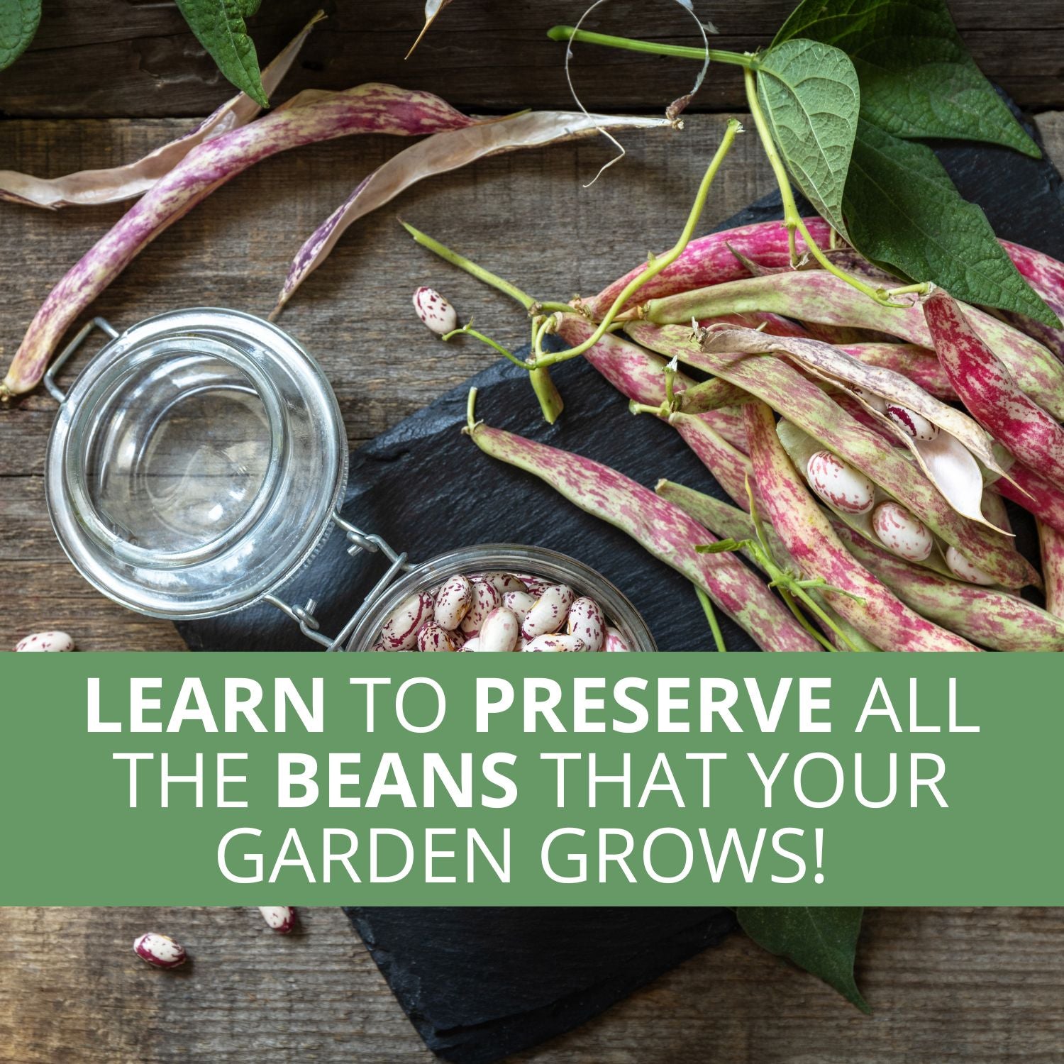 The Bean Harvest Notebook