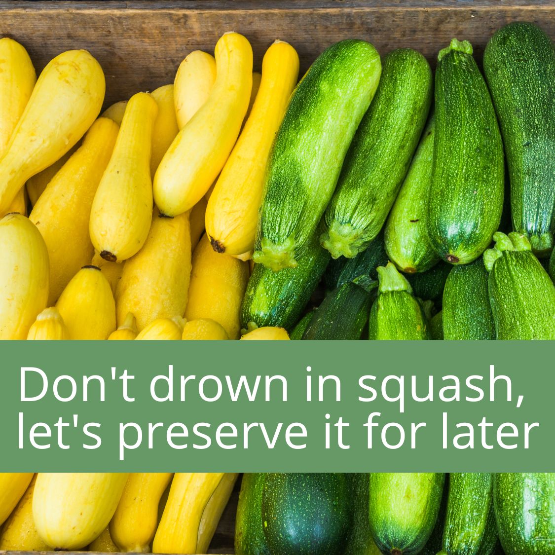 The Squash Harvest Notebook