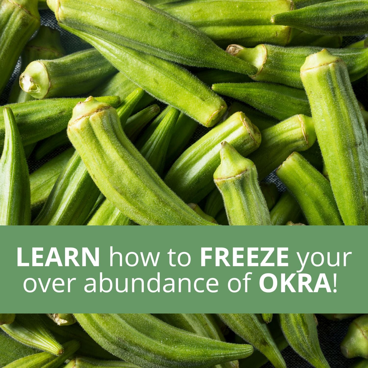 The Okra Harvest Notebook