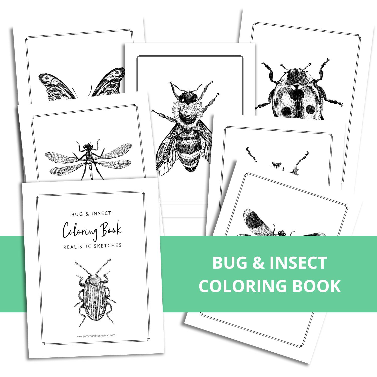 Bug and Insect coloring book