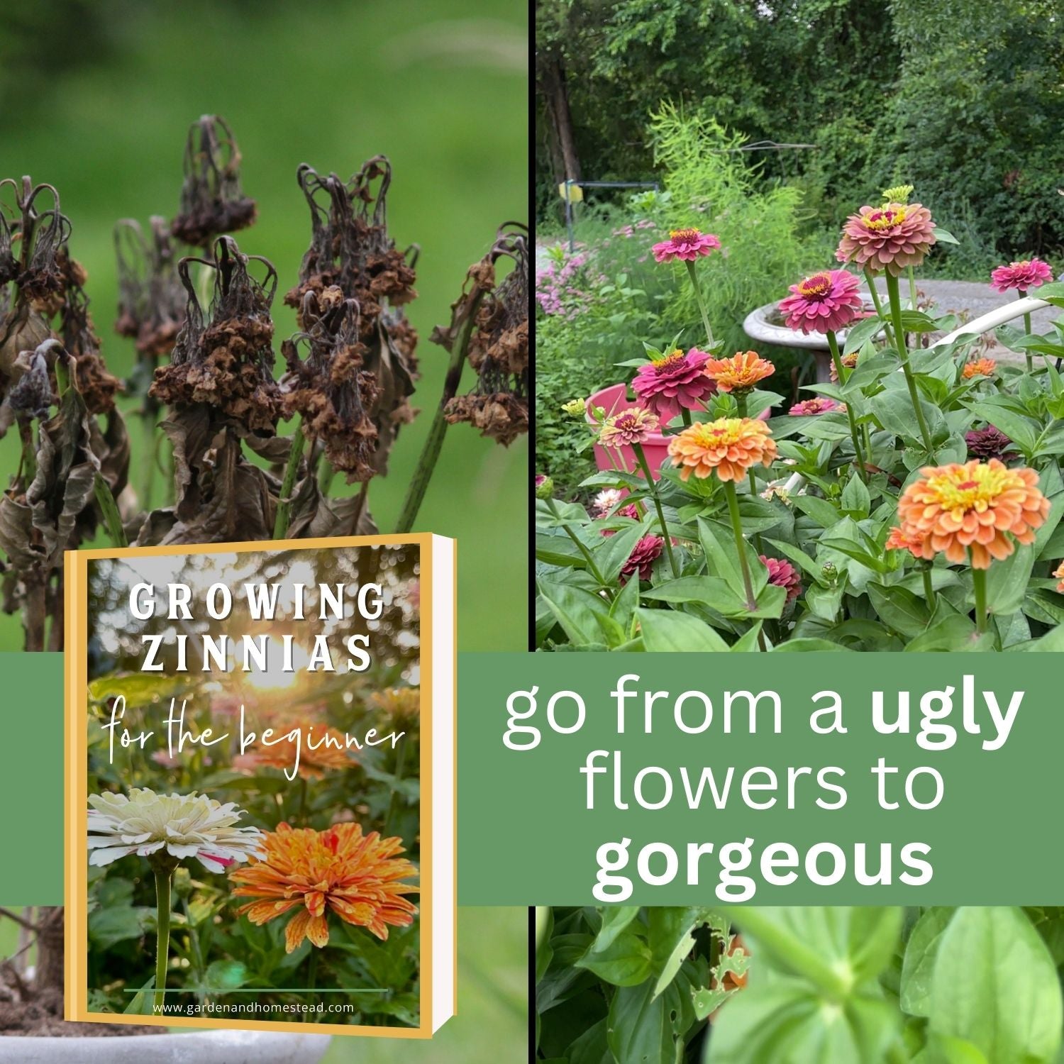 Discover the Beauty of Growing Zinnias - A Beginner&