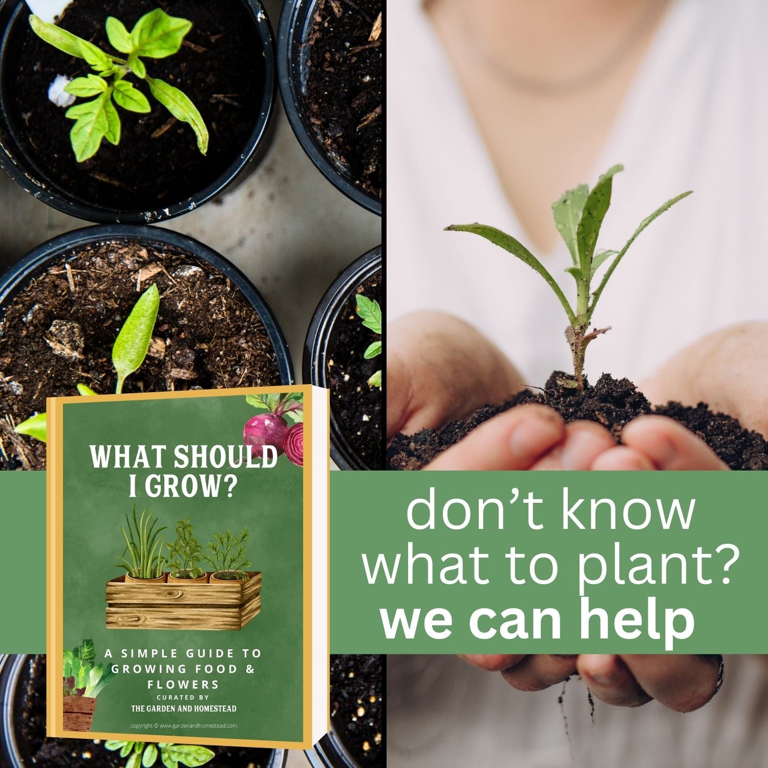 two images showing young plants in pots and being held in someone&