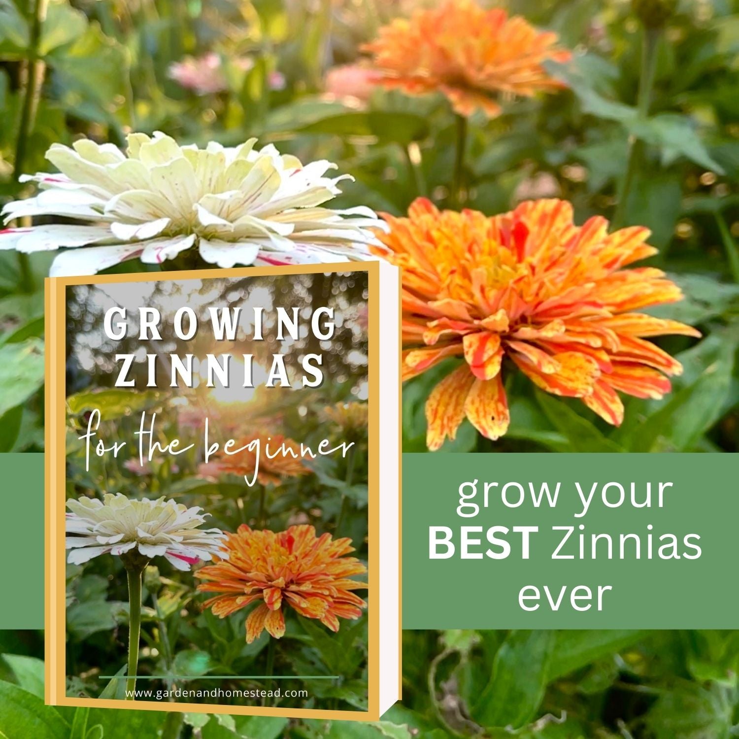 Discover the Beauty of Growing Zinnias - A Beginner&