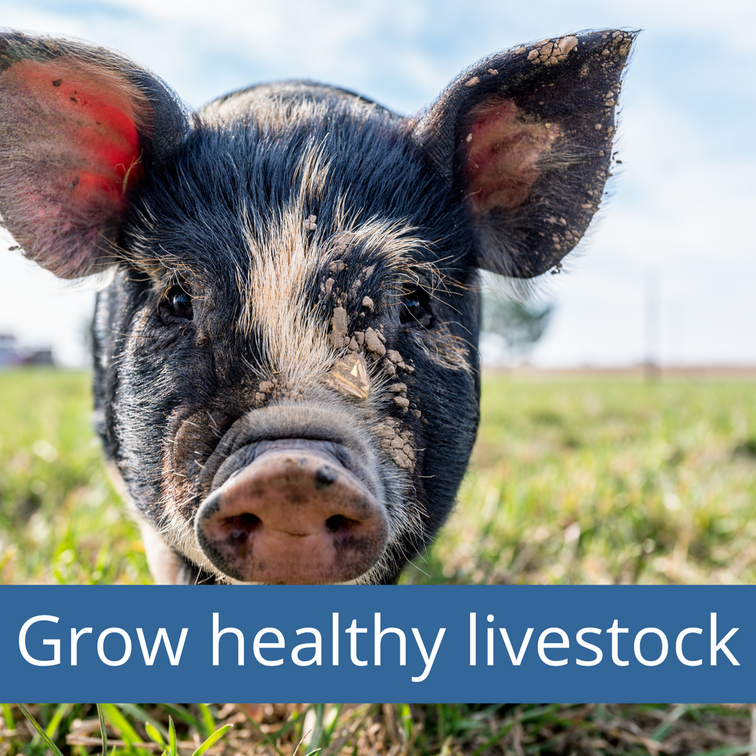 The Thriving Homestead Guide